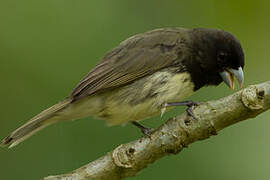 Yellow-bellied Seedeater