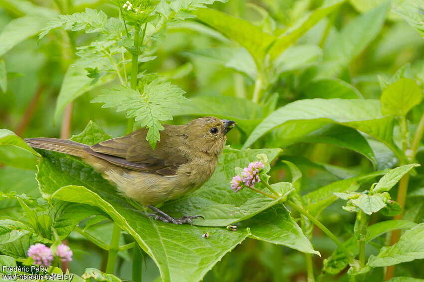 Sporophile à ventre jaune femelle adulte, identification