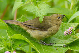 Yellow-bellied Seedeater