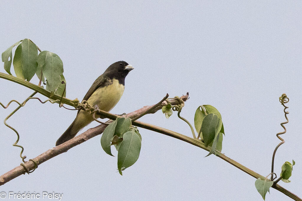 Yellow-bellied Seedeater