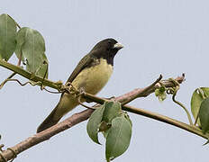 Yellow-bellied Seedeater