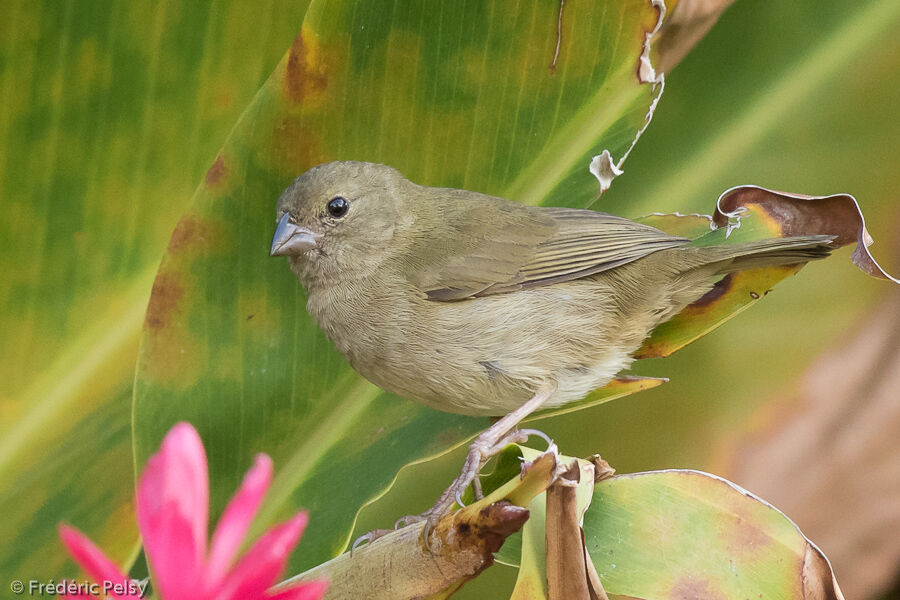 Black-faced Grassquit female adult, identification