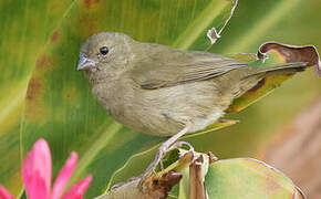 Black-faced Grassquit