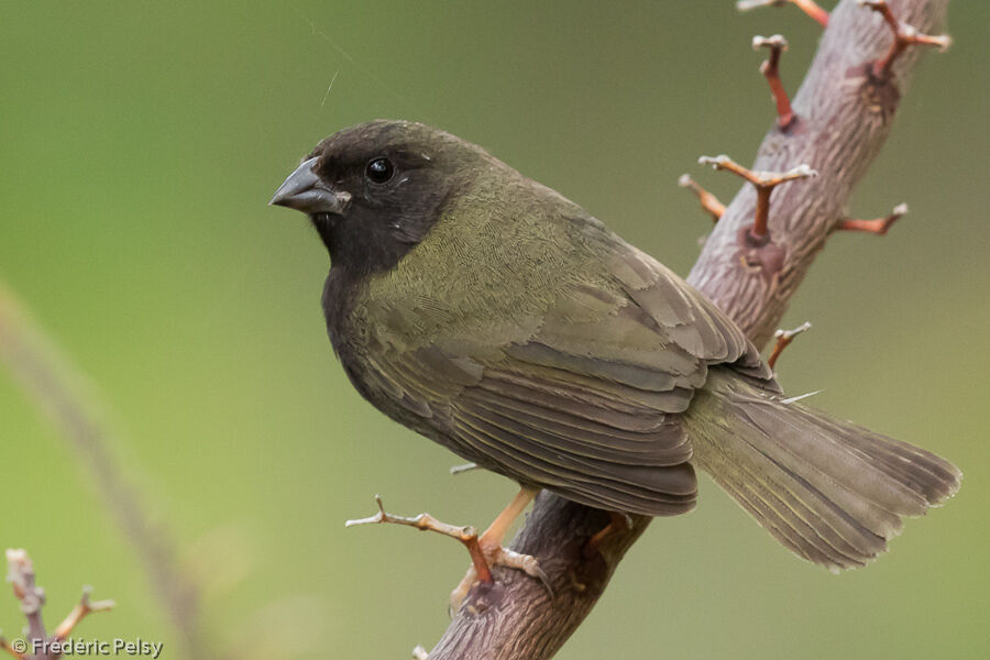 Black-faced Grassquit male adult