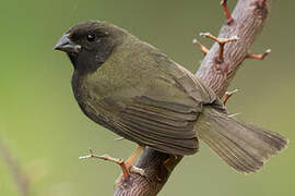 Black-faced Grassquit