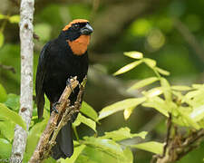 Puerto Rican Bullfinch