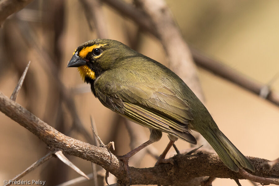 Yellow-faced Grassquit male adult