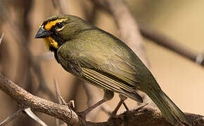 Yellow-faced Grassquit