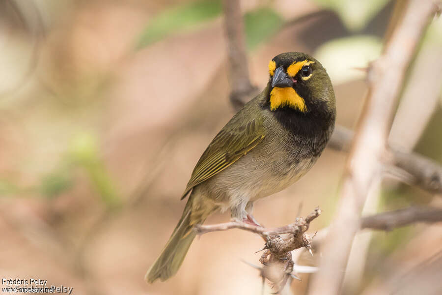 Sporophile grand-chanteur mâle adulte, identification