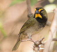 Yellow-faced Grassquit