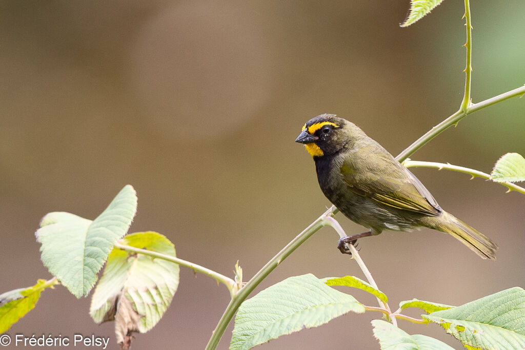 Yellow-faced Grassquit