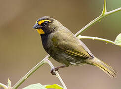 Yellow-faced Grassquit