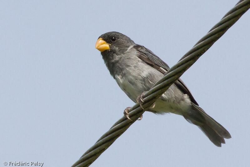 Grey Seedeater male adult, identification