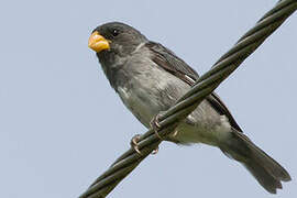 Grey Seedeater