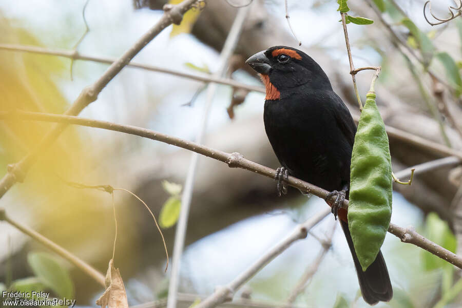 Greater Antillean Bullfinch male adult