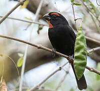 Greater Antillean Bullfinch