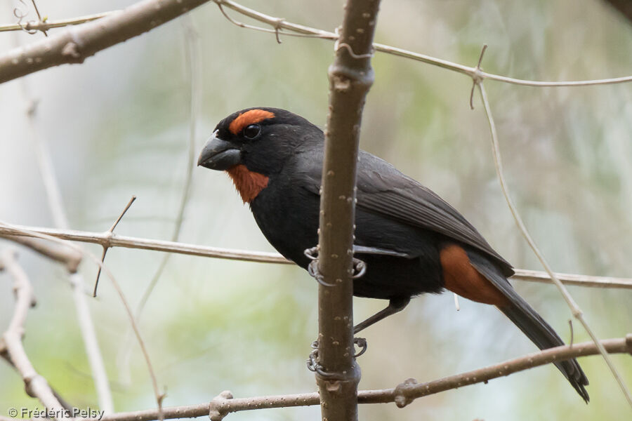 Greater Antillean Bullfinch male adult