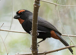 Greater Antillean Bullfinch