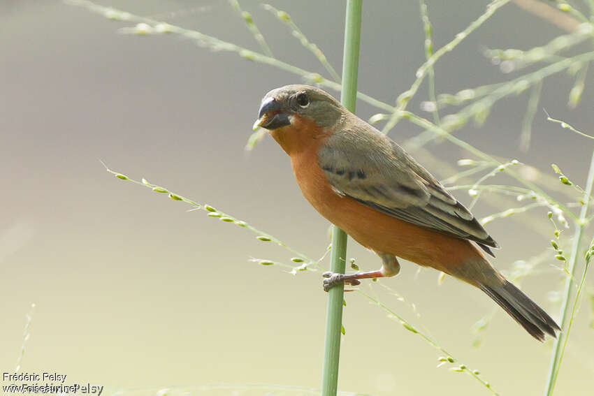 Ruddy-breasted Seedeater male adult, pigmentation, eats