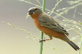 Ruddy-breasted Seedeater