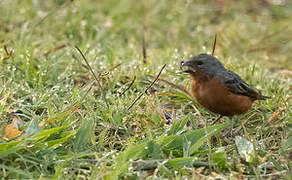 Ruddy-breasted Seedeater