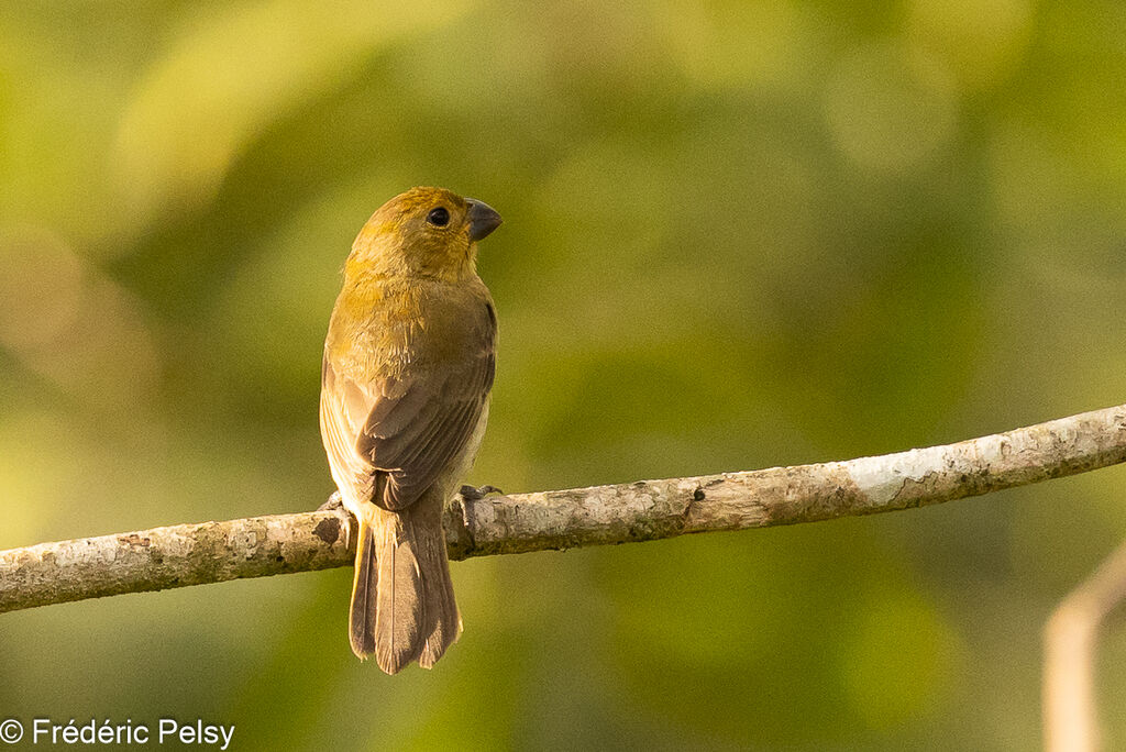 Sporophile variable femelle