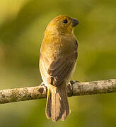 Variable Seedeater