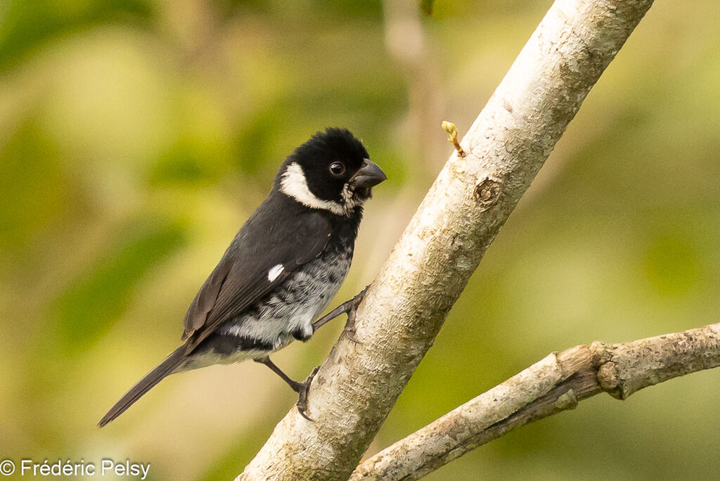 Variable Seedeater male