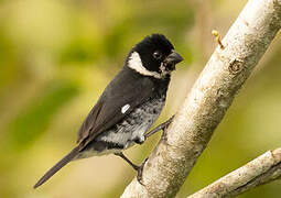 Variable Seedeater