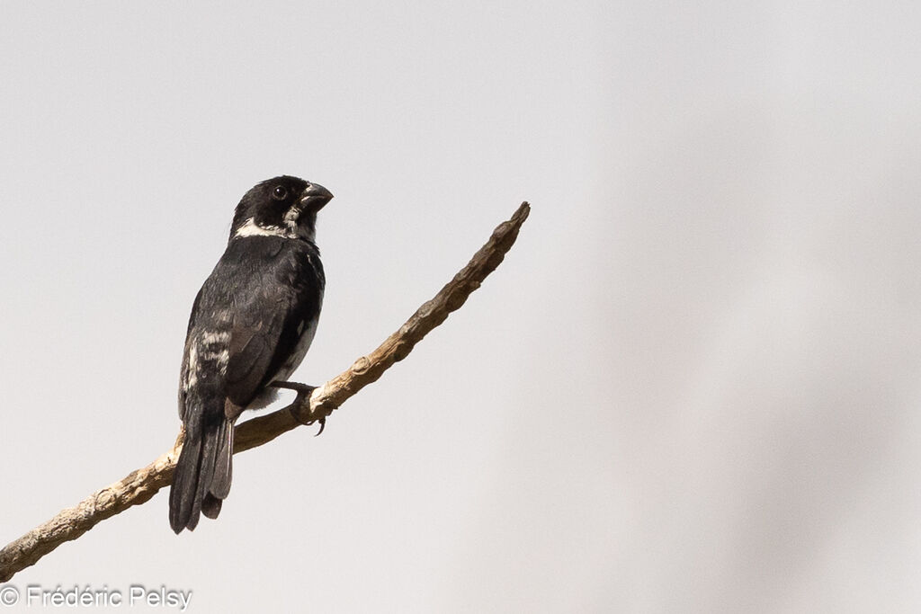 Variable Seedeater male