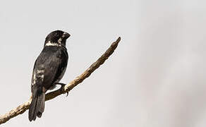 Variable Seedeater