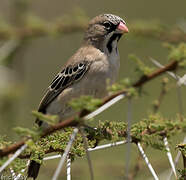 Scaly-feathered Weaver