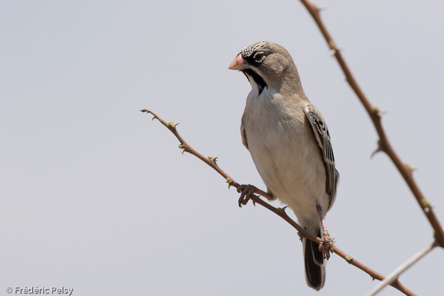 Scaly-feathered Weaveradult