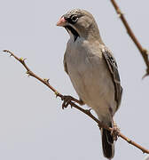 Scaly-feathered Weaver