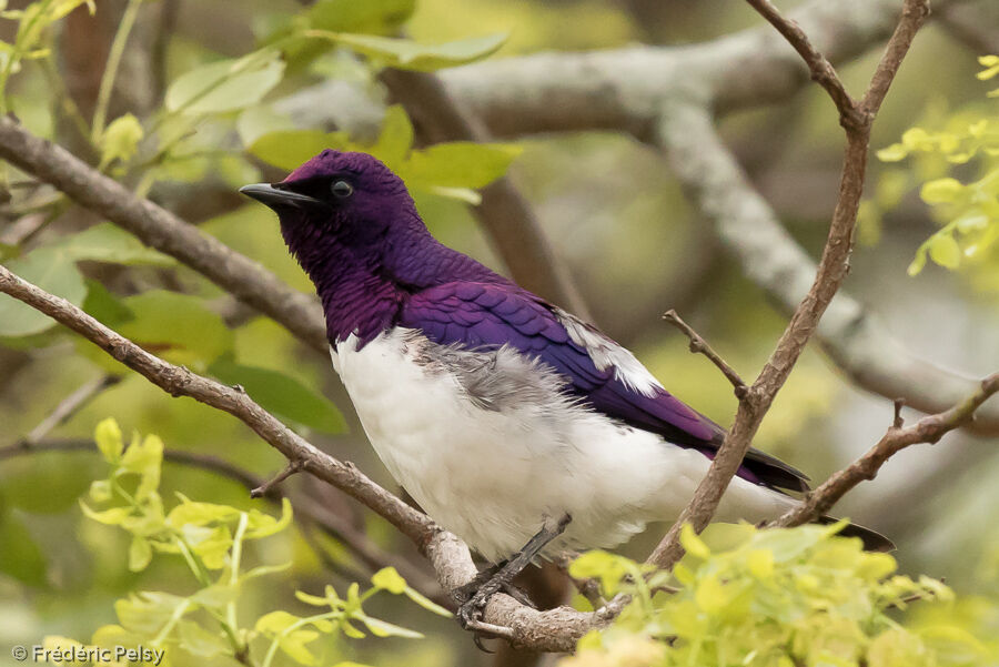 Violet-backed Starling male adult