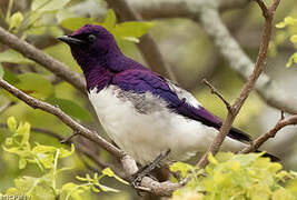 Violet-backed Starling