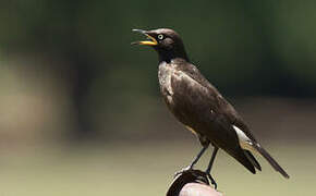 Pied Starling