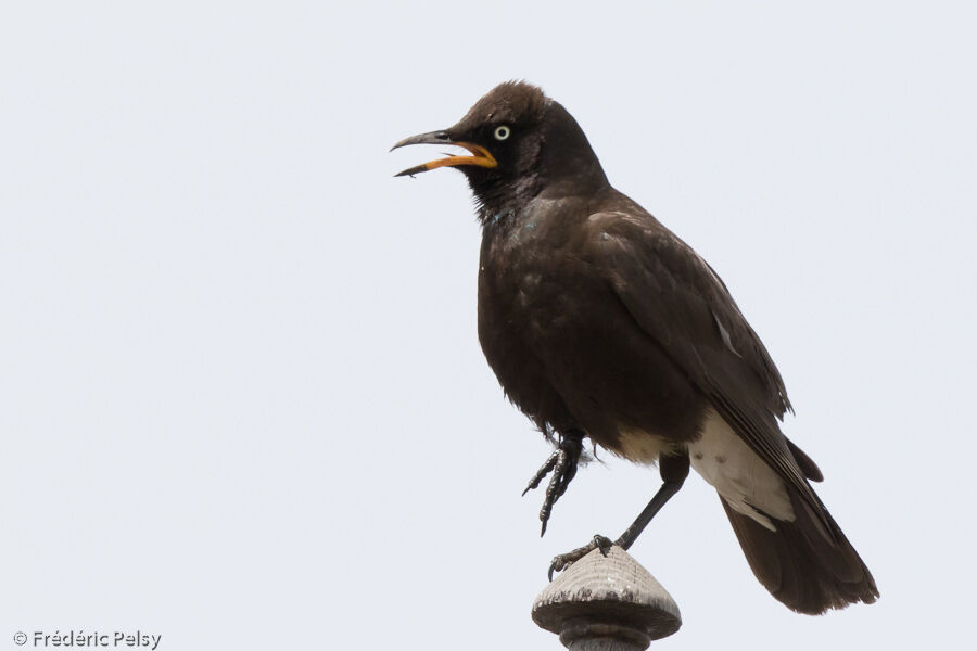 Pied Starlingadult