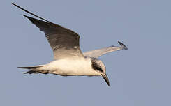 Sterne à longues pattes