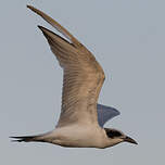 Sterne à longues pattes