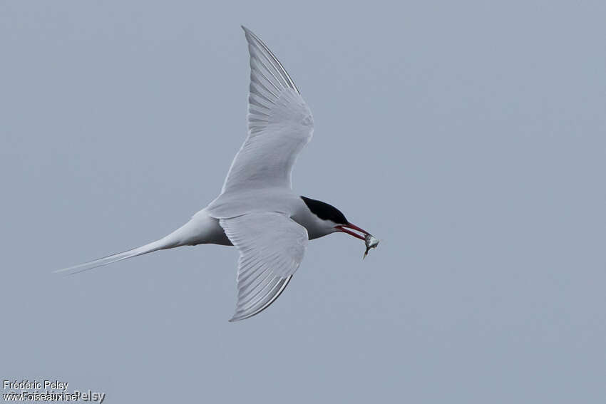 Arctic Ternadult breeding, Flight, feeding habits