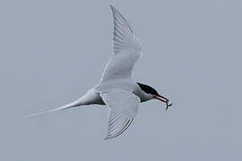 Arctic Tern