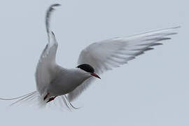 Arctic Tern