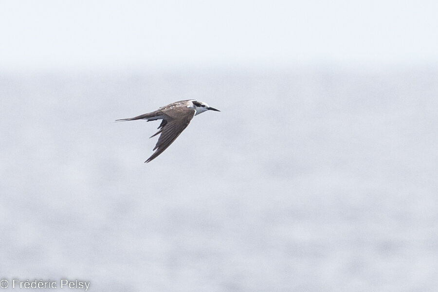 Bridled Tern