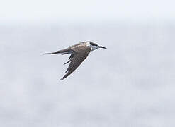 Bridled Tern