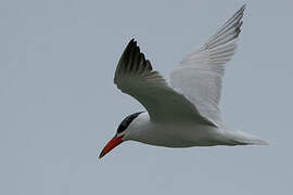 Caspian Tern