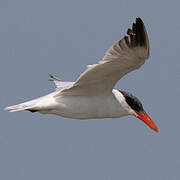 Caspian Tern