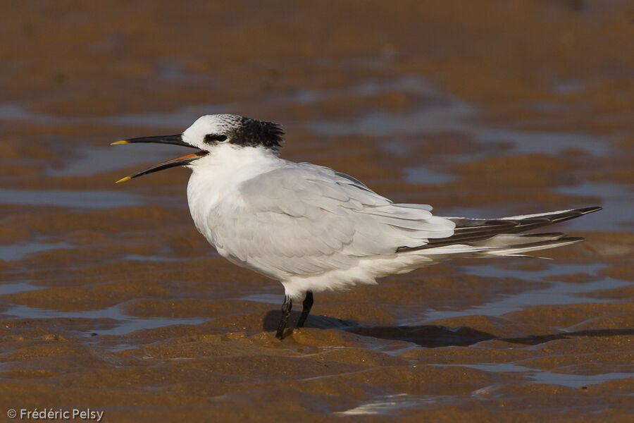 Sandwich Ternadult post breeding, identification