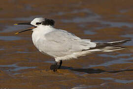 Sandwich Tern