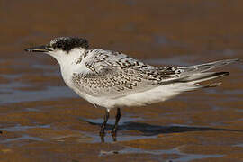 Sandwich Tern